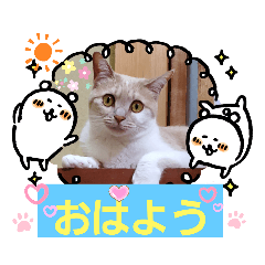 [LINEスタンプ] 日常会話 みるたん スタンプ