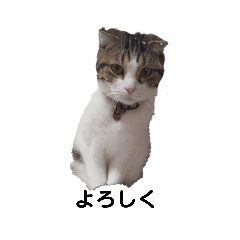 [LINEスタンプ] 可愛い犬・猫たち