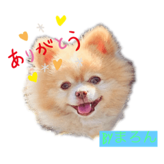 [LINEスタンプ] 僕ポメラニアンのまろん♡
