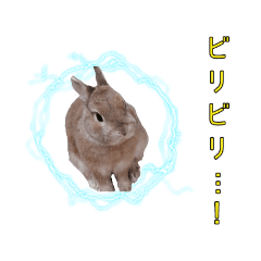 [LINEスタンプ] 小うさぎたくさんまとめてみた！