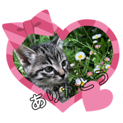 [LINEスタンプ] ピァちゃん