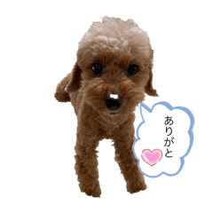 [LINEスタンプ] トイプードル タンタン