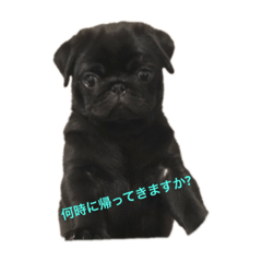 [LINEスタンプ] 黒パグ 伊之助くん