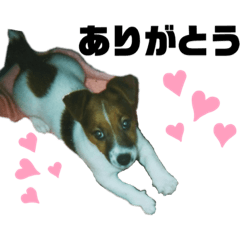 [LINEスタンプ] ねこときどきいぬねずみ