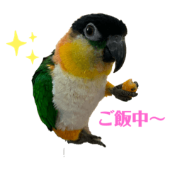 [LINEスタンプ] インコ ズグロシロハラ オカメ コザクラ