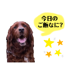 [LINEスタンプ] うちの子スタンプ～家族で使える～