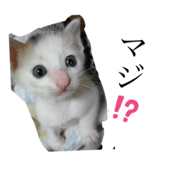 [LINEスタンプ] ニャンワン シリーズ 1