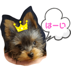 [LINEスタンプ] ヨーキーのちょこ