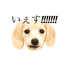 [LINEスタンプ] おはなさまの日常