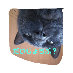 [LINEスタンプ] ひじきのにちじょう