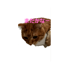 [LINEスタンプ] 琥珀のささやき