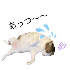 [LINEスタンプ] にゃん 3娘