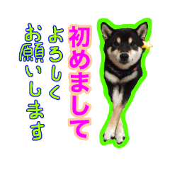 [LINEスタンプ] 黒柴 リクとスタンプ