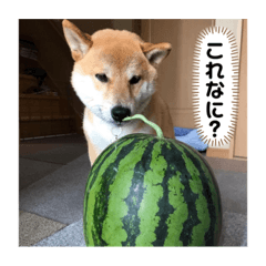 [LINEスタンプ] 柴犬 風多の日常会話2