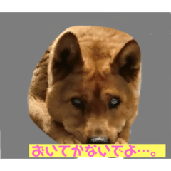 [LINEスタンプ] ぺいちゃん77