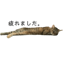 [LINEスタンプ] しろとニコ