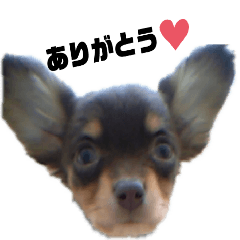 [LINEスタンプ] 初めまして、いちと申します。