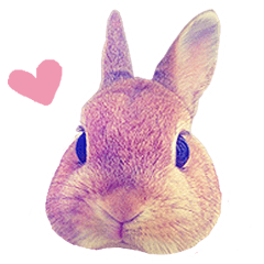 [LINEスタンプ] 毎日ネザーランドドワーフ うさぎスタンプ