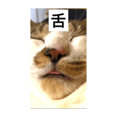 [LINEスタンプ] どアップすたんぷ