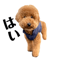 [LINEスタンプ] トイプードル「まき青年」