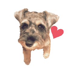 [LINEスタンプ] ミニチュアシュナウザー 日常使い