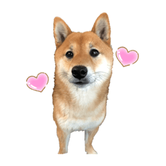 [LINEスタンプ] 豆柴ココ☆