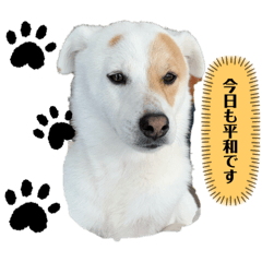 [LINEスタンプ] お兄ちゃんと僕。