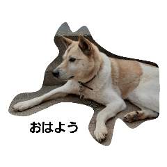 [LINEスタンプ] 家の犬ポンタ のスタンプ