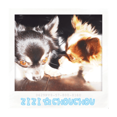 [LINEスタンプ] シュシュとジジ（chouchouとzizi）