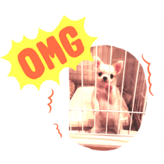 [LINEスタンプ] 可愛いチワワメス