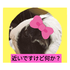 [LINEスタンプ] モルモットと犬の日常