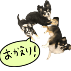 [LINEスタンプ] 犬が喋った！スタンプ