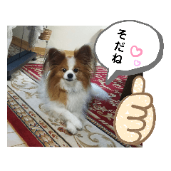 [LINEスタンプ] ぱぴぱぴパピヨン2