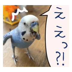 [LINEスタンプ] 鳥さんが最高に可愛い