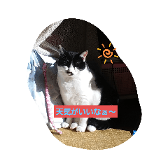 [LINEスタンプ] 愛猫ラムスタンプ5