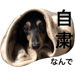 [LINEスタンプ] わんbay