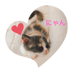 [LINEスタンプ] 子猫のらて