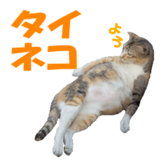 [LINEスタンプ] タイねこ01