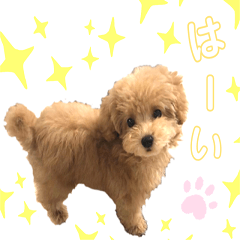 [LINEスタンプ] トイプードル バニラちゃん 3