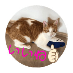 [LINEスタンプ] ハート猫の激かわスタンプ②