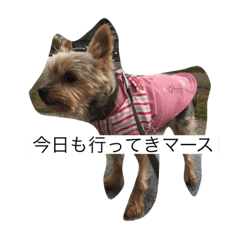 [LINEスタンプ] tomoyona2020