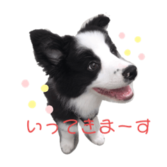 [LINEスタンプ] ボーダーコリーのたむぅちゃんです