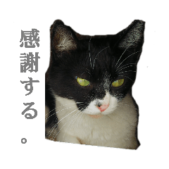 [LINEスタンプ] ツン時々デレ