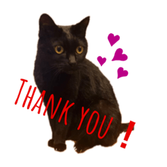 [LINEスタンプ] 黒猫あいちゃん