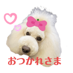 [LINEスタンプ] キキジジスタンプ
