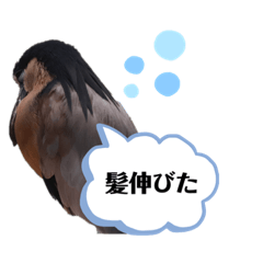 [LINEスタンプ] 鳥さんたちのご挨拶