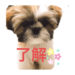 [LINEスタンプ] シーズー凪たん