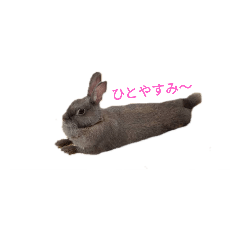 [LINEスタンプ] うさぎのササの画像（メイン）