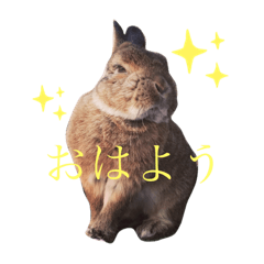 [LINEスタンプ] ぼくはココアくんです。