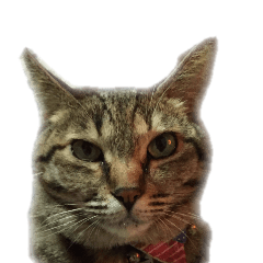 [LINEスタンプ] MEMEちゃんスタンプ